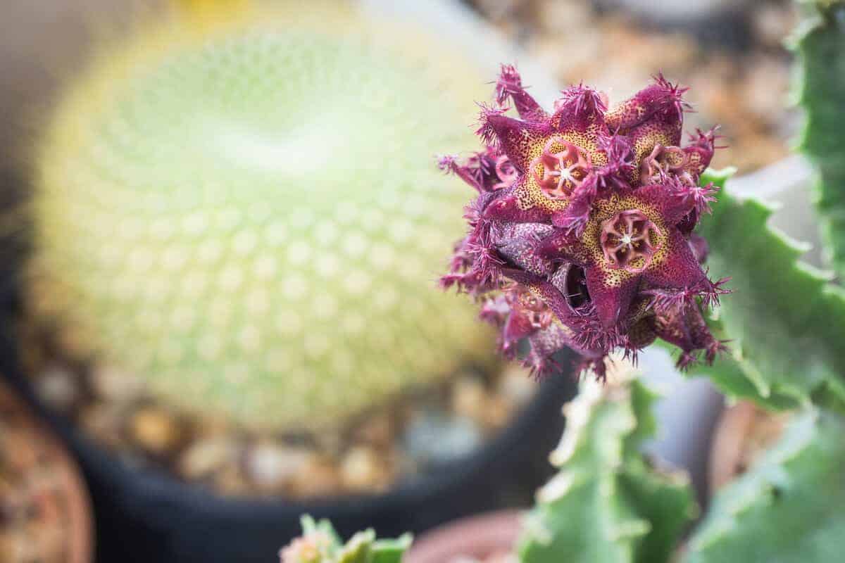 Caralluma fimbriata