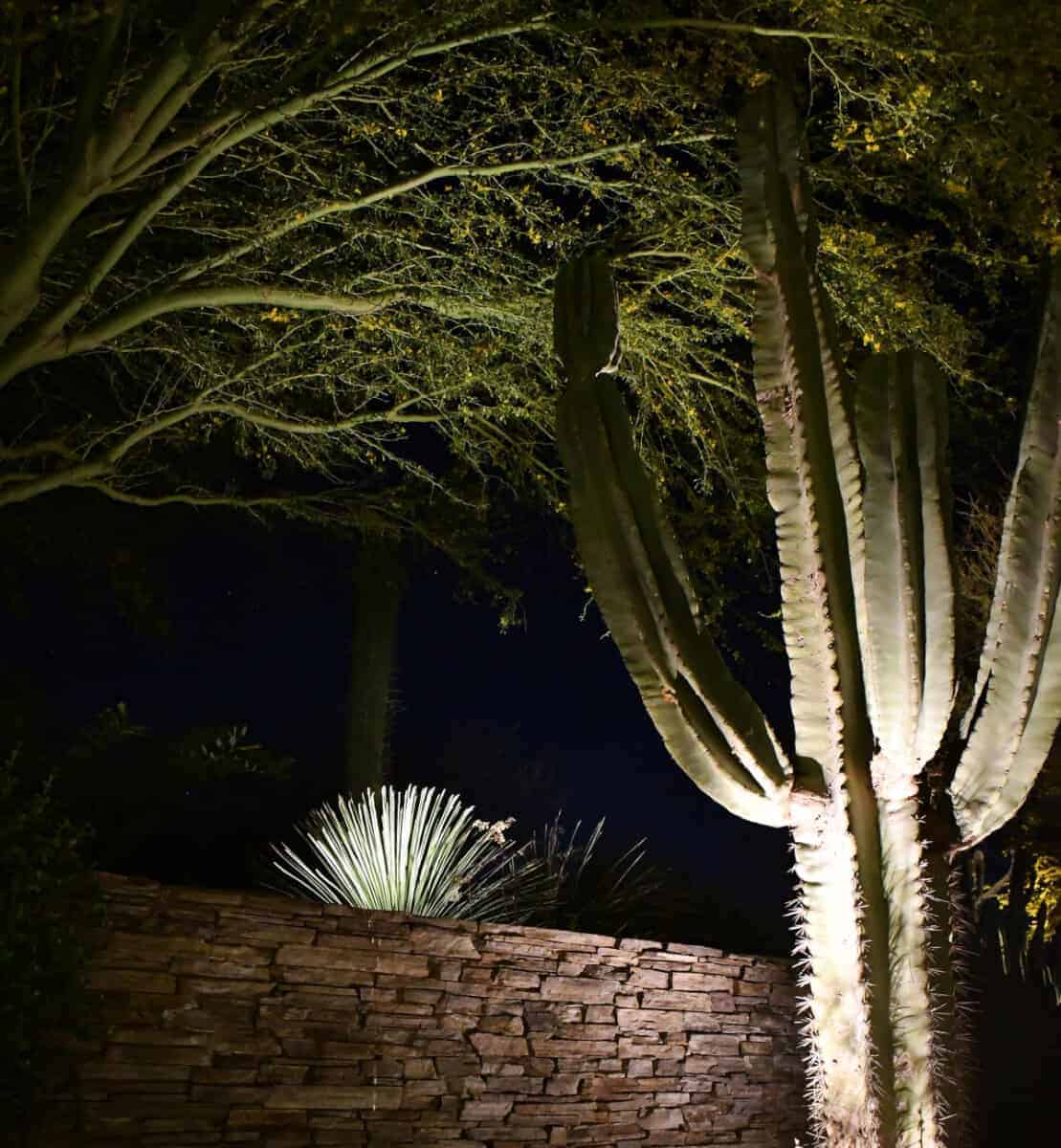 Cereus Mekar Malam