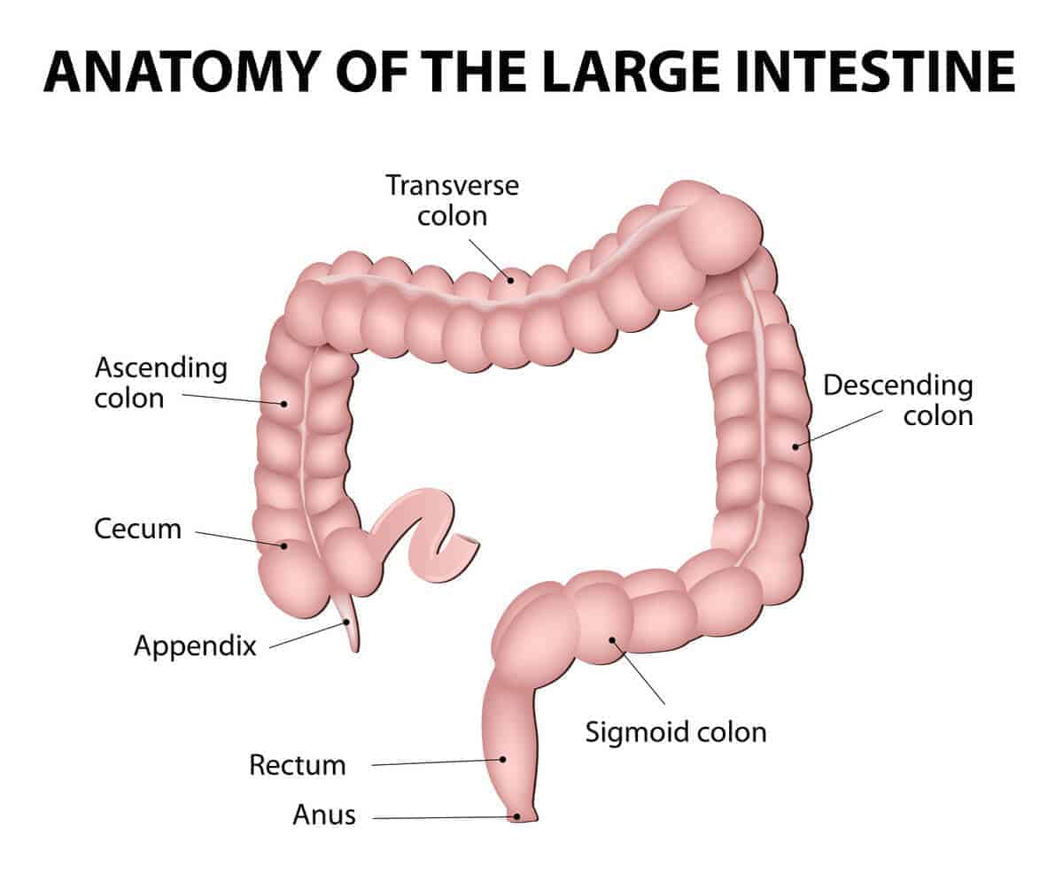 Usus besar : Ketahui lebih banyak mengenai organ pencernaan ini