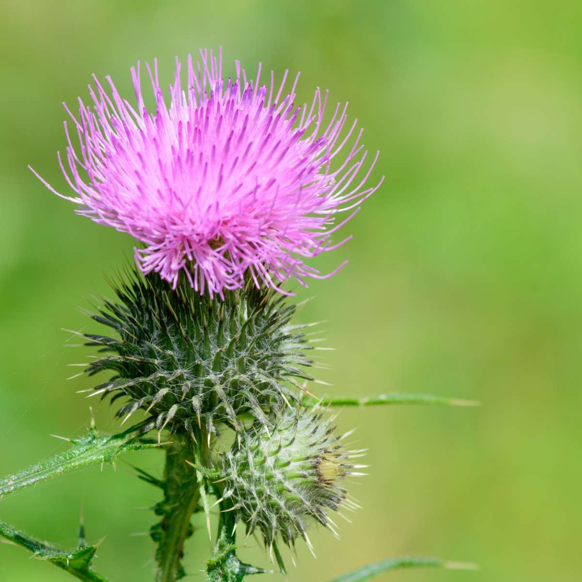 Suplemen Milk Thistle