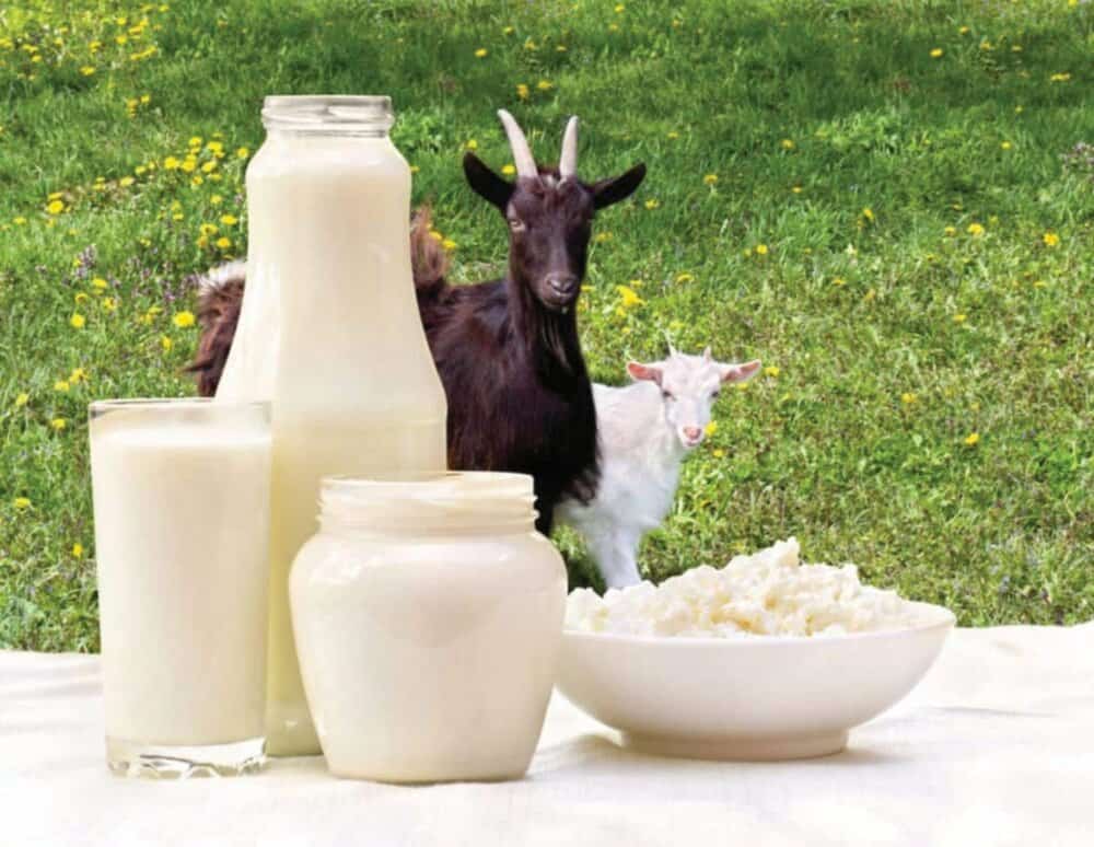 khasiat susu kambing